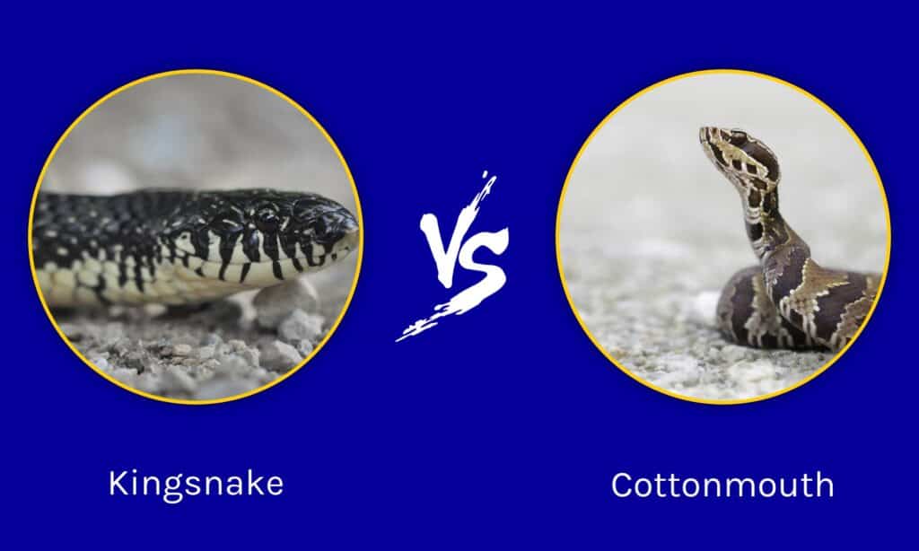 Serpente reale contro Cottonmouth