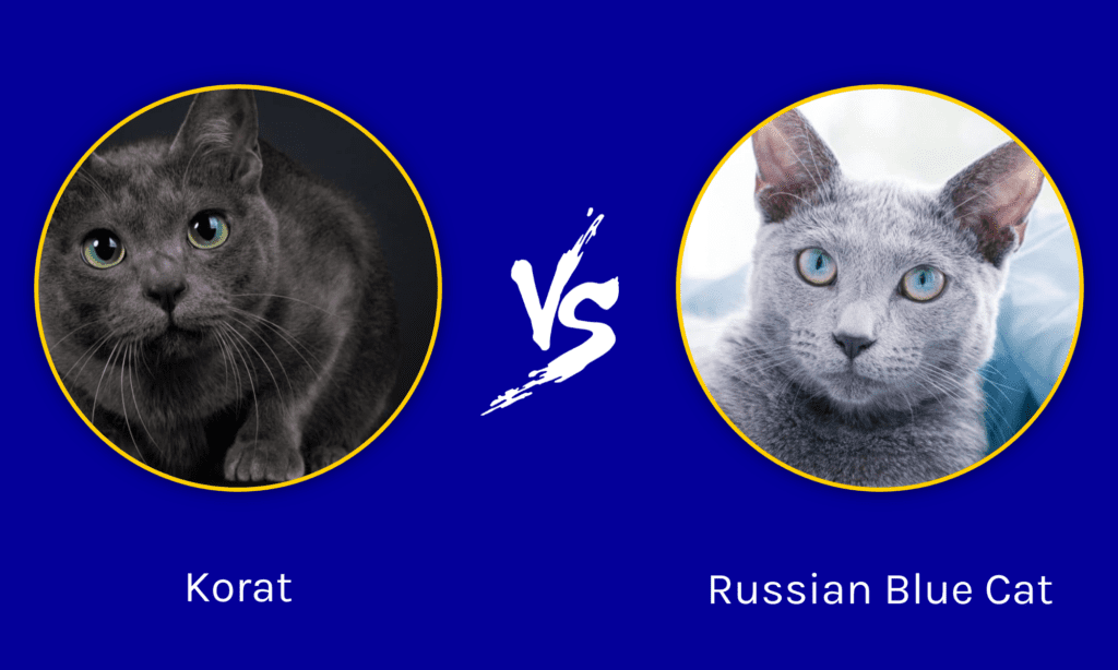 Korat vs gatto blu di Russia: spiegate le differenze principali

