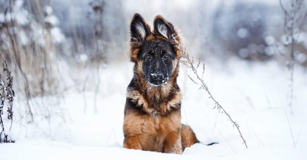 Cucciolo di pastore tedesco nella neve