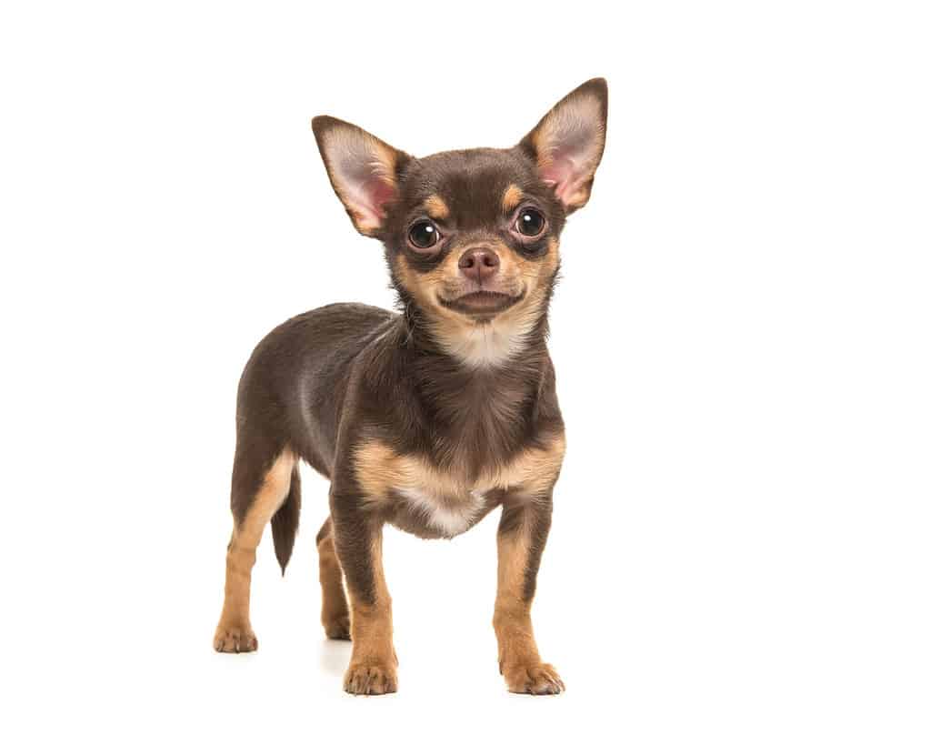 Bel cane chihuahua marrone in piedi e rivolto verso la telecamera isolato su uno sfondo bianco