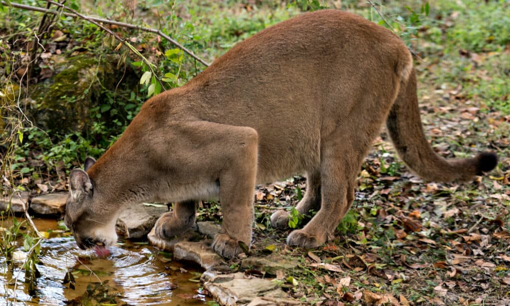 Un leone di montagna (pantera della Florida) che beve da una pozza d'acqua