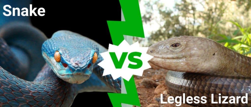 Serpente contro lucertola senza zampe