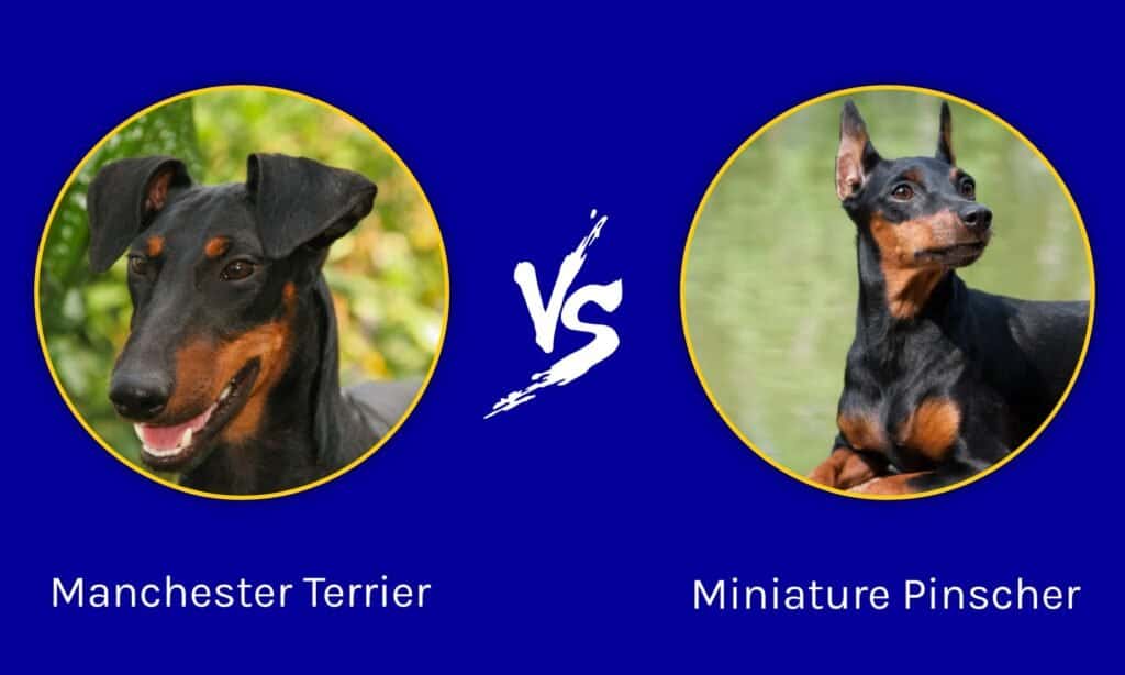 Manchester Terrier vs Pinscher nano: quali sono le differenze?
