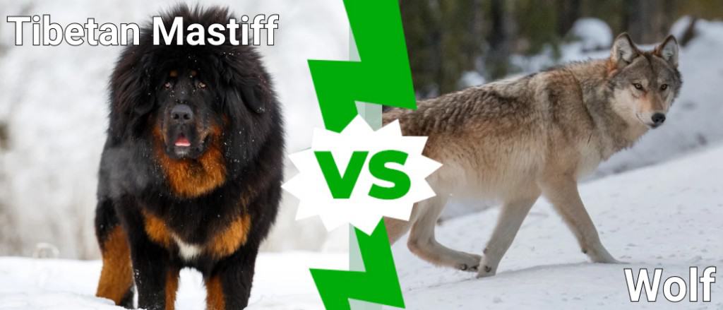 mastino tibetano contro lupo