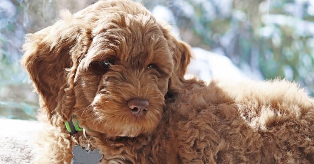 Cucciolo di Labradoodle