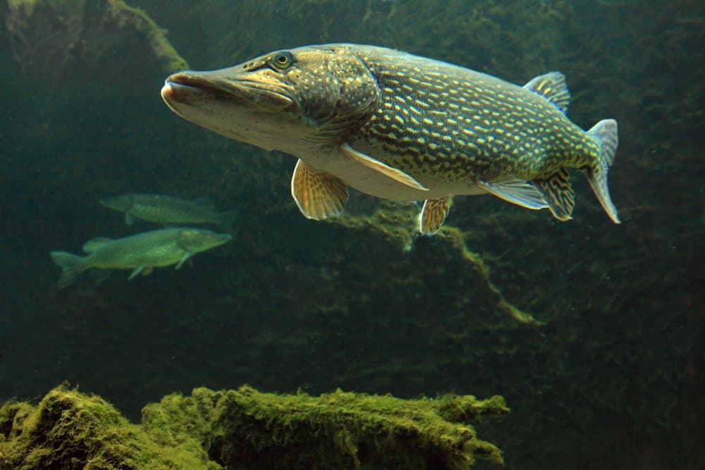 Luccio (Esox) - nuota nell'acqua