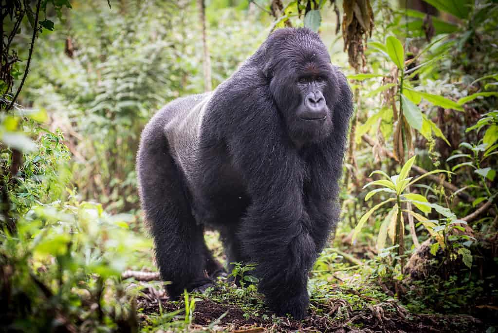 Il gorilla silverback ha denti affilati e braccia potenti
