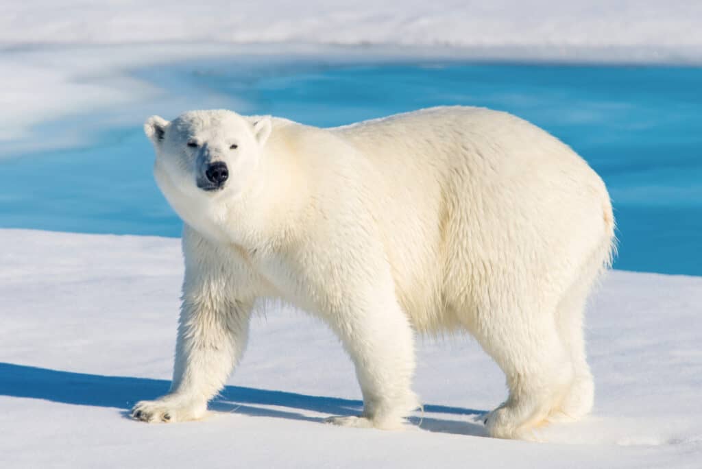 Un orso polare, l'orso bianco è al centro dell'inquadratura. Guarda verso la telecamera. La testa dell'orso è nell'inquadratura a sinistra, è in piedi sul ghiaccio/neve, sullo sfondo è visibile l'acqua blu piscina.