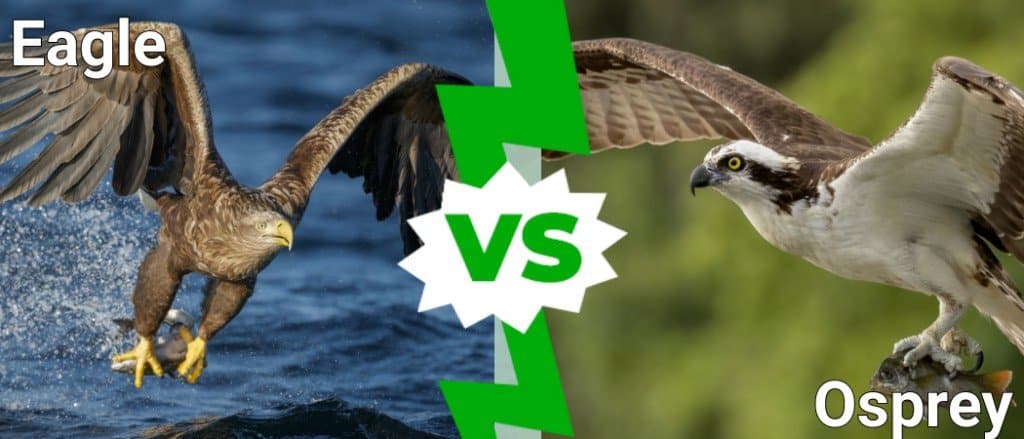 Osprey vs Eagle: quali sono le differenze?
