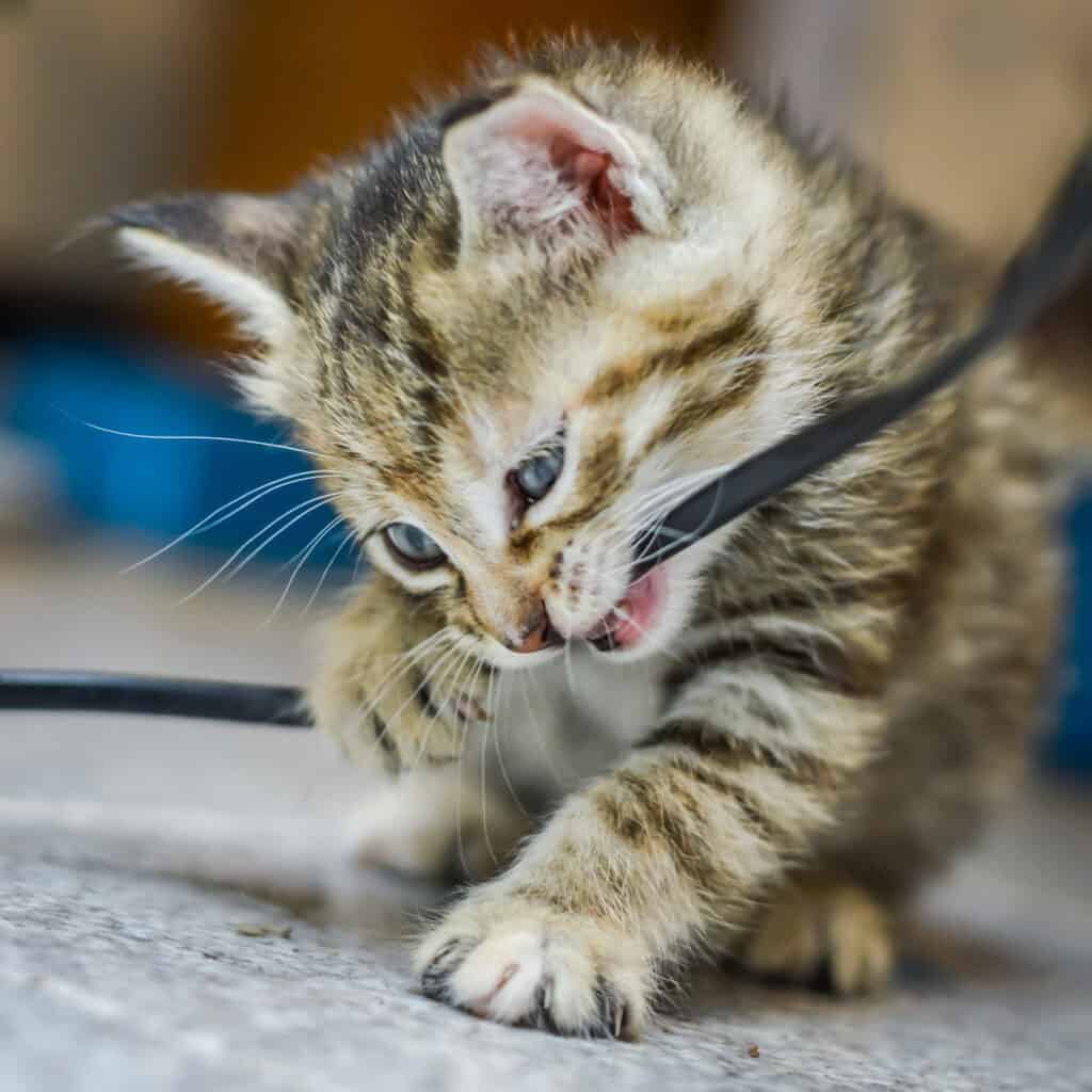 ritratto di un gattino di un mese, marrone chiaro striato e occhi azzurri, che mastica un cavo elettrico, messa a fuoco in profondità ridotta