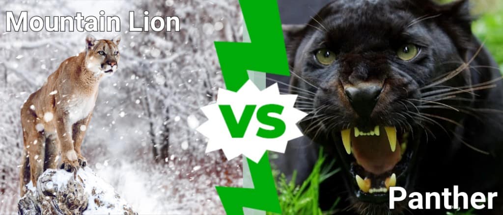 Pantera e leone di montagna: quali sono le differenze?
