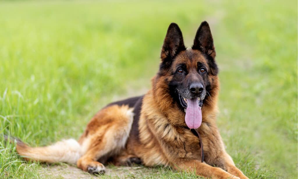 Perché i cani mettono le orecchie indietro?