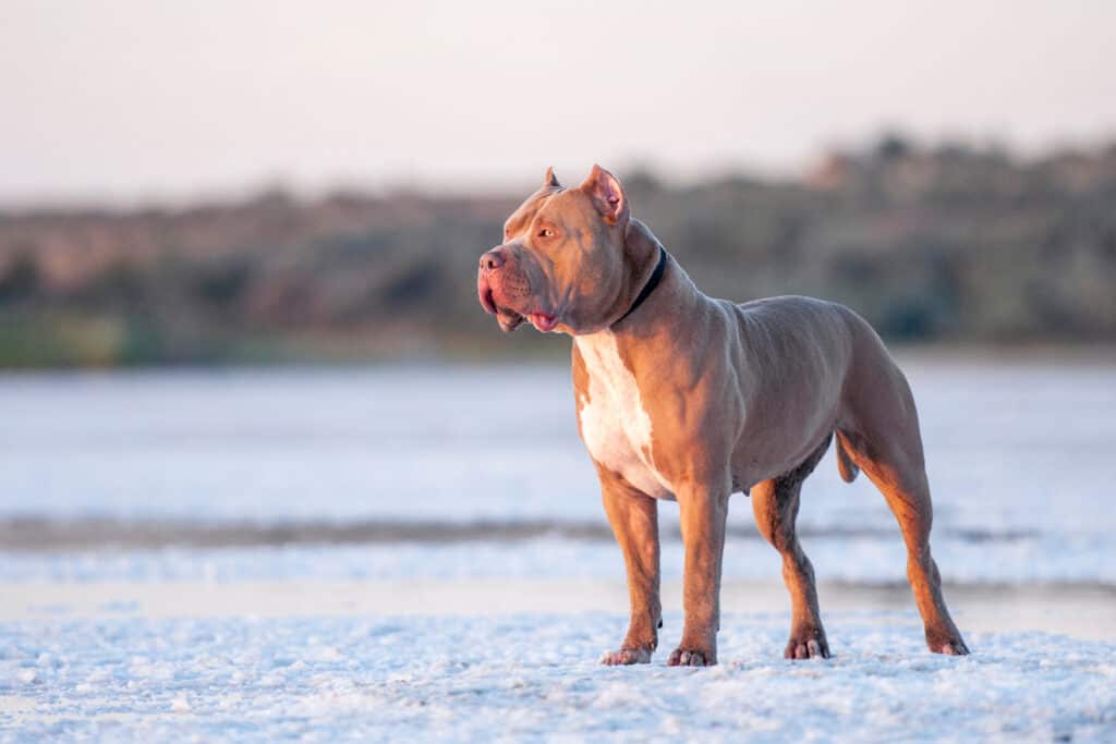 pitbull che fissa nel vuoto