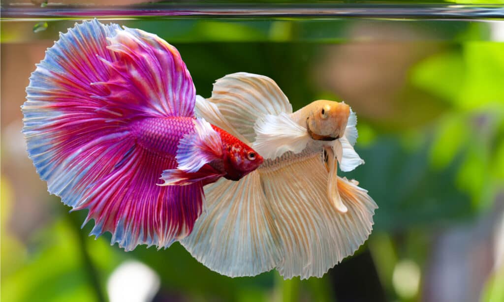 acquari per pesci betta domestici