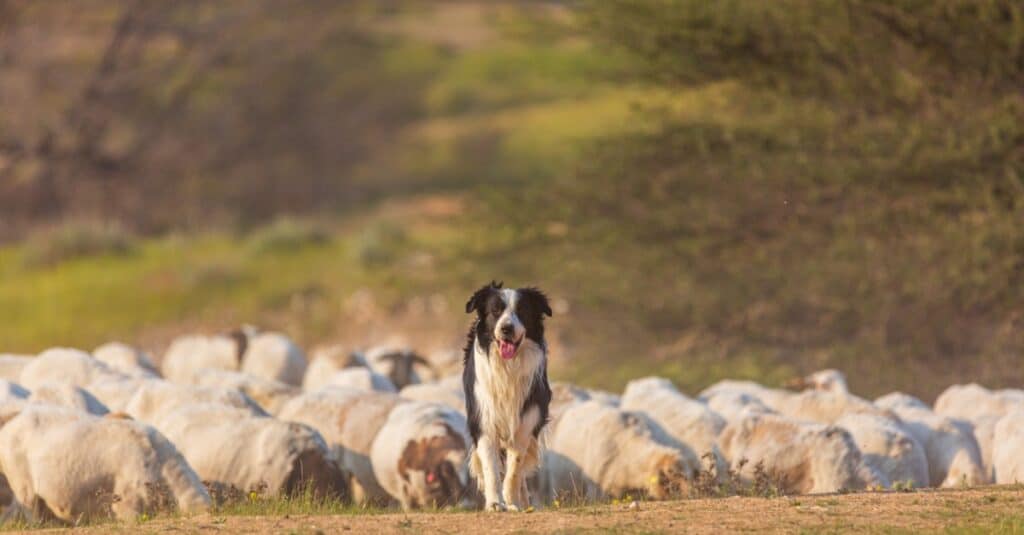 collie con mandria di pecore