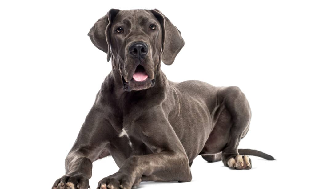 Cucciolo di Alano grigio sdraiato su sfondo bianco