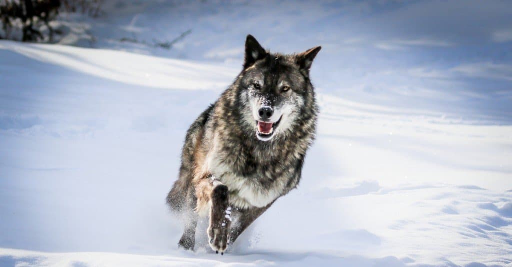 mastino tibetano contro lupo