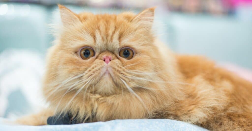 gattino persiano giallo sdraiato