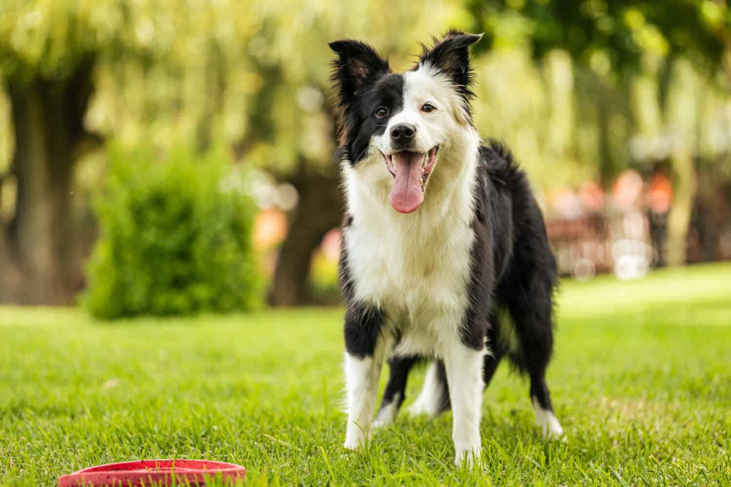 Giovane border collie bianco e nero in piedi sull'erba con il frisbee