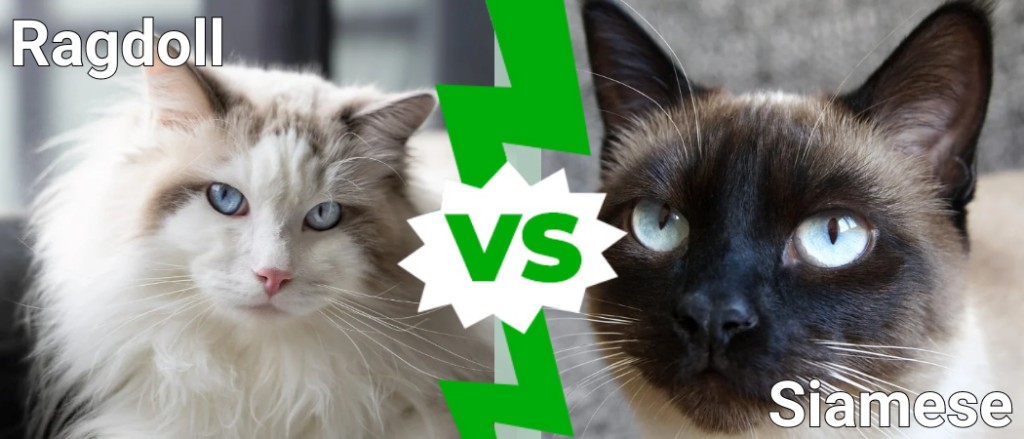 Ragdoll vs Siamese: quali sono le differenze?
