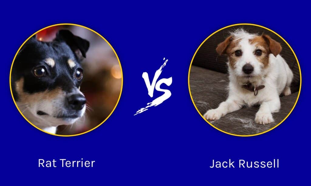 Rat Terrier contro Jack Russell: sono diversi?
