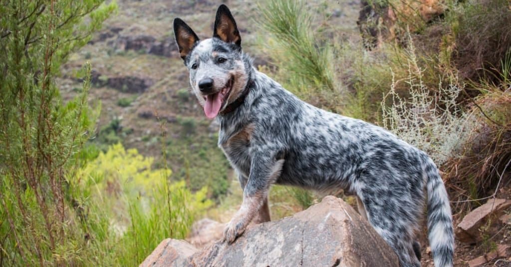 cane da bestiame australiano