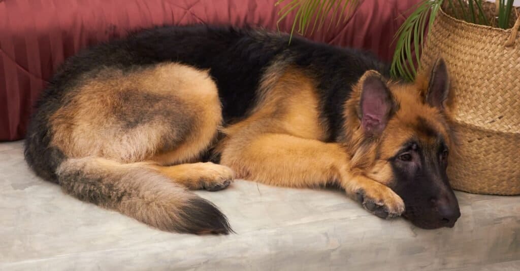 Cucciolo di pastore tedesco che dorme sul pavimento freddo vicino al letto.