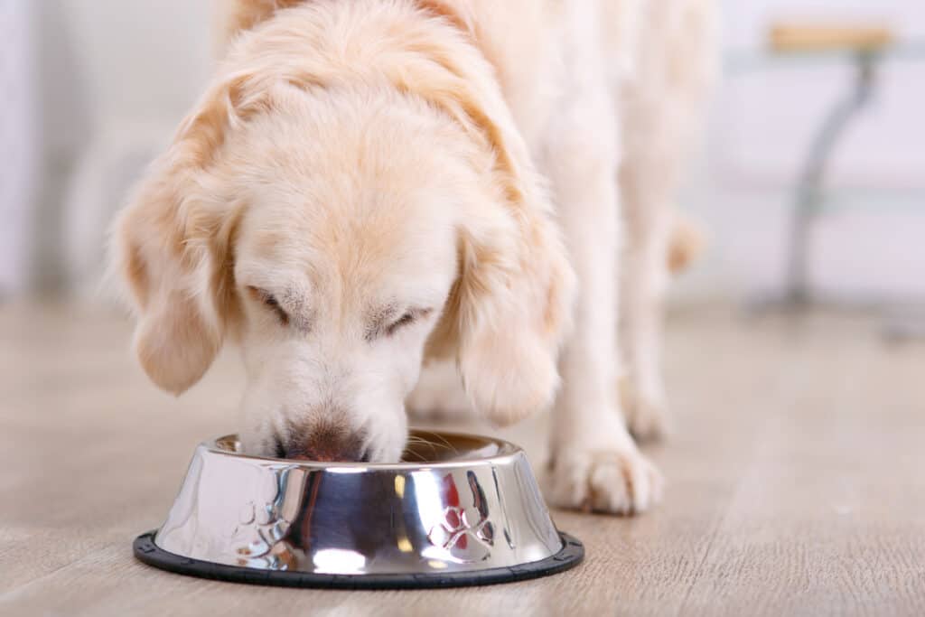 Cane che mangia da una ciotola