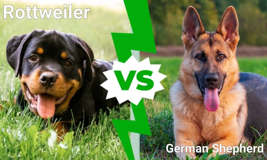 rottweiler contro pastore tedesco