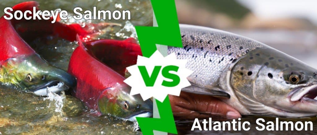 Salmone rosso contro salmone atlantico