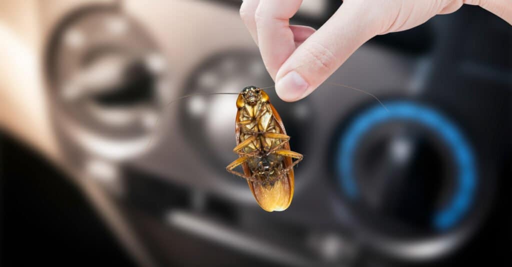 Blatte in auto - Blatte davanti agli strumenti
