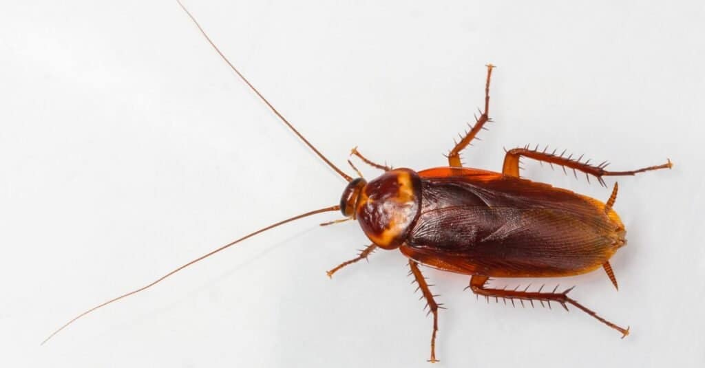 blatta americana isolata