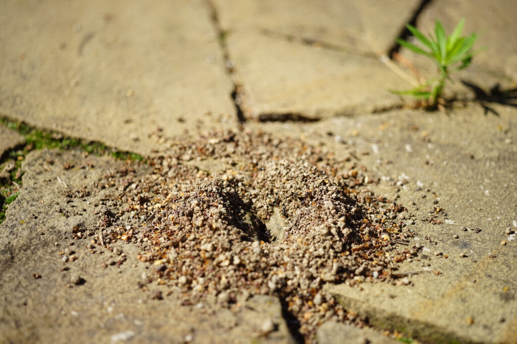 Nido fresco di formiche nel pavimento in pietra di piastrelle selvatiche.