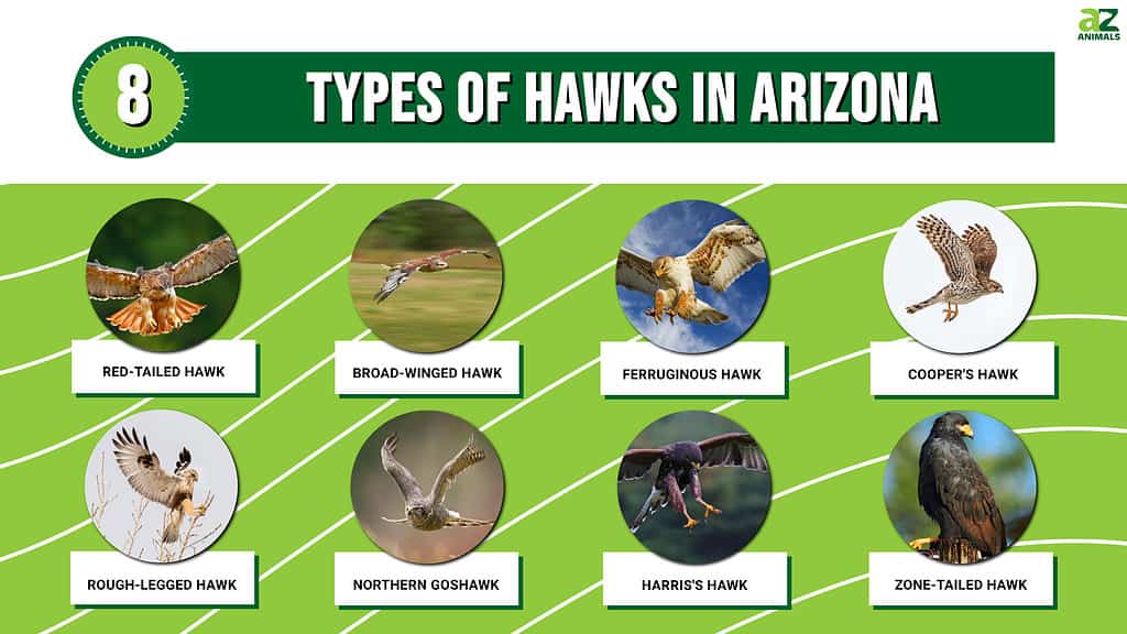 Grafico che mostra 8 tipi di falchi in Arizona