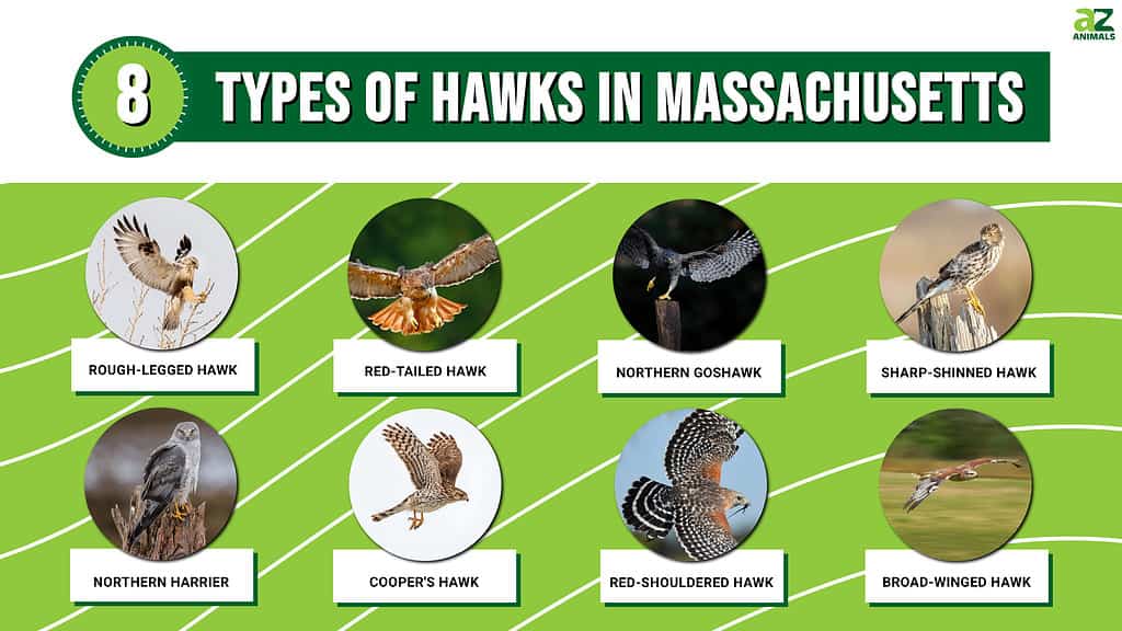Grafico fotografico di 8 tipi di falchi nel Massachusetts