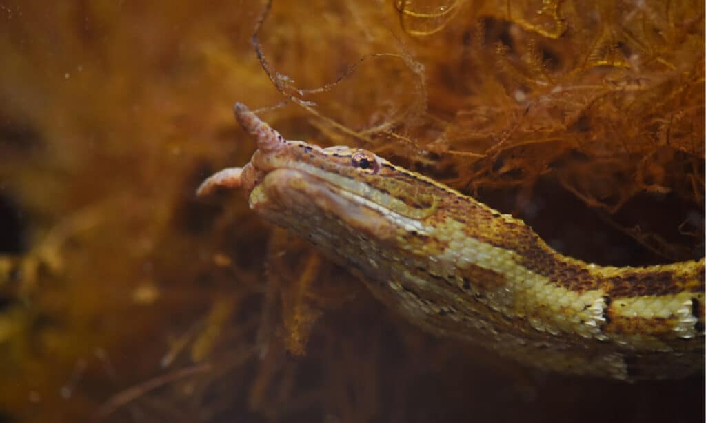 I serpenti più strani - Serpente tentacolare