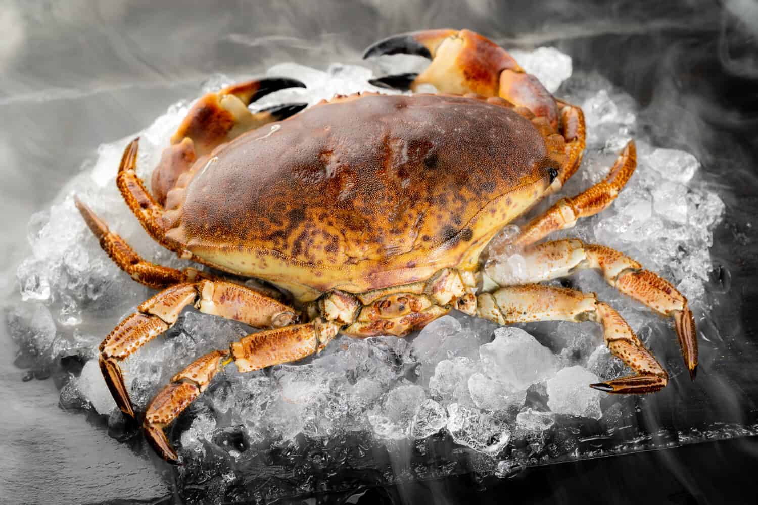 Granchio di pietra fresco crudo della Florida su un mucchio di ghiaccio su un piatto di pietra nera con nebbia di vapore freddo e gelido. Cibo fresco di mare al concetto di mercato.