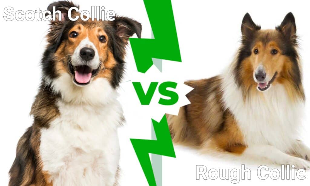 Collie scozzese contro Collie a pelo lungo