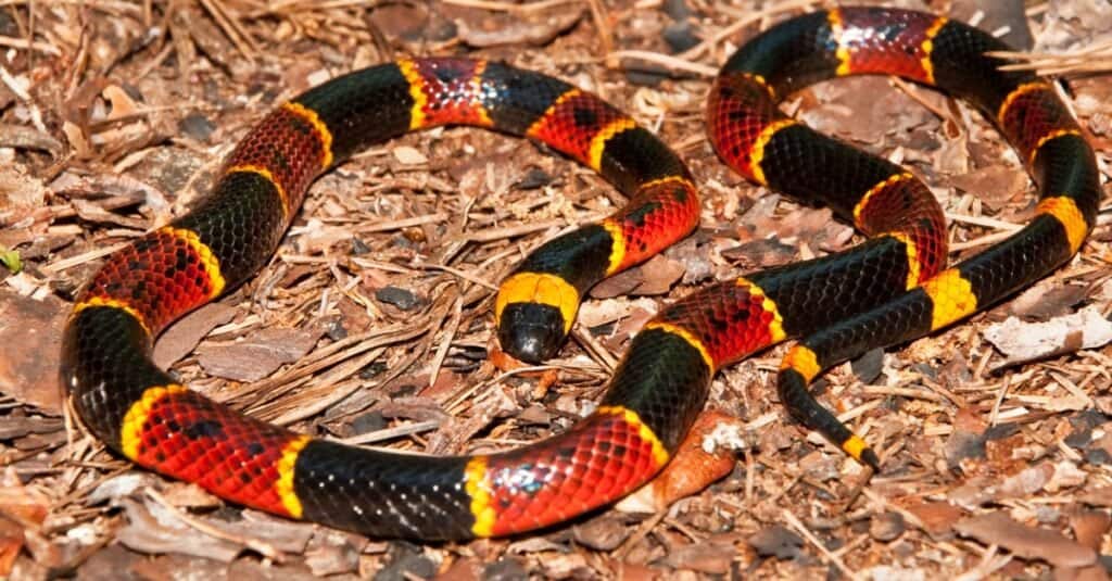Serpente corallo vs serpente del latte: 5 differenze chiave spiegate

