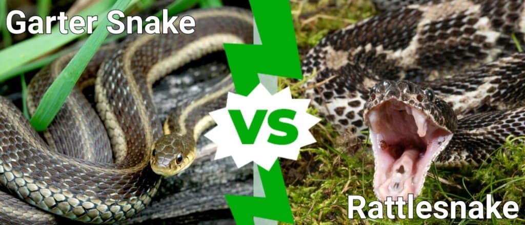 serpente giarrettiera contro serpente a sonagli