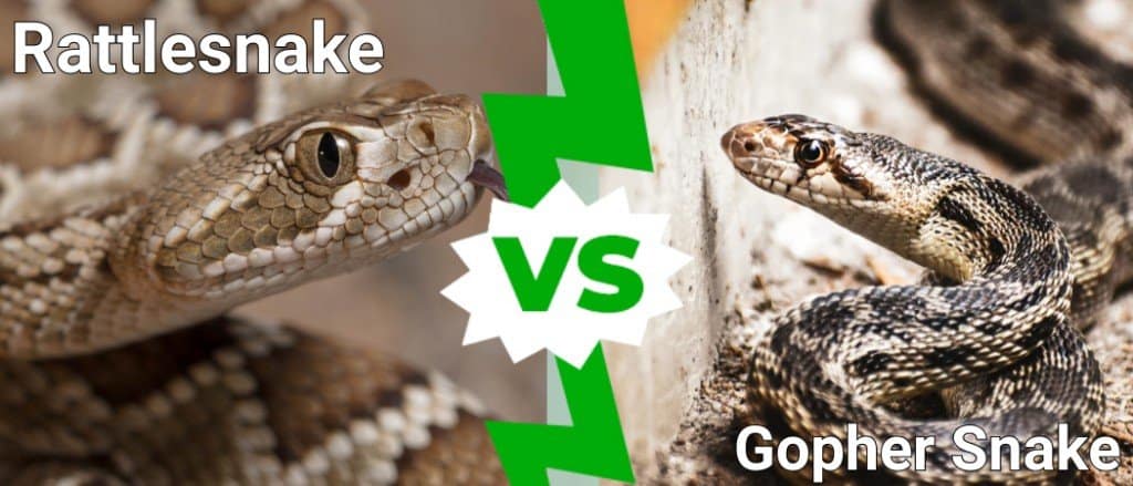 Serpente a sonagli contro serpente gopher
