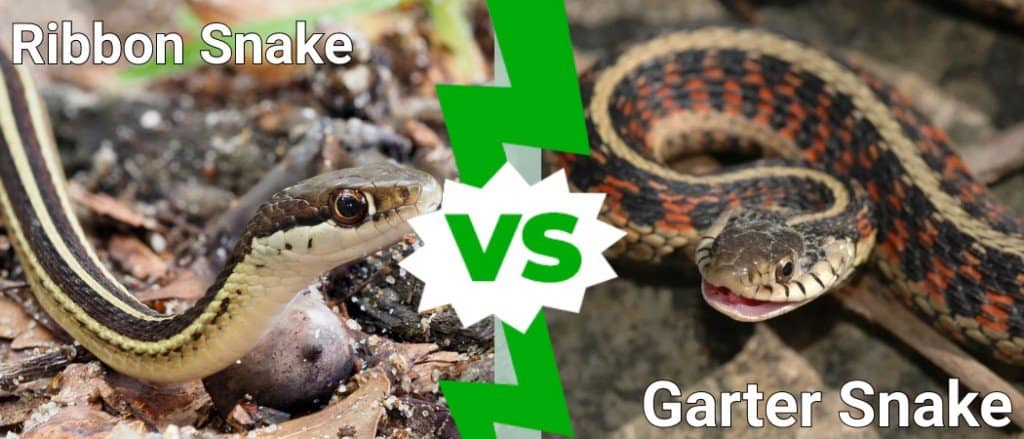 Serpente a nastro contro serpente giarrettiera