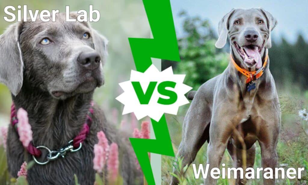 Labrador argento contro Weimaraner