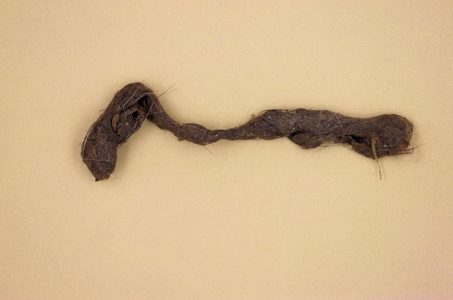 Palla di pelo (tricobezoario) del gatto domestico