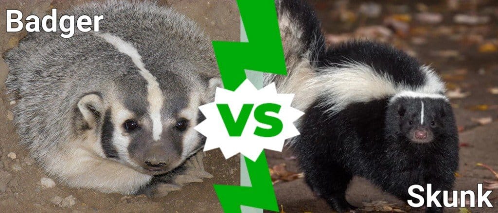 Tasso contro puzzola: come individuare le differenze e dove potresti incontrarli
