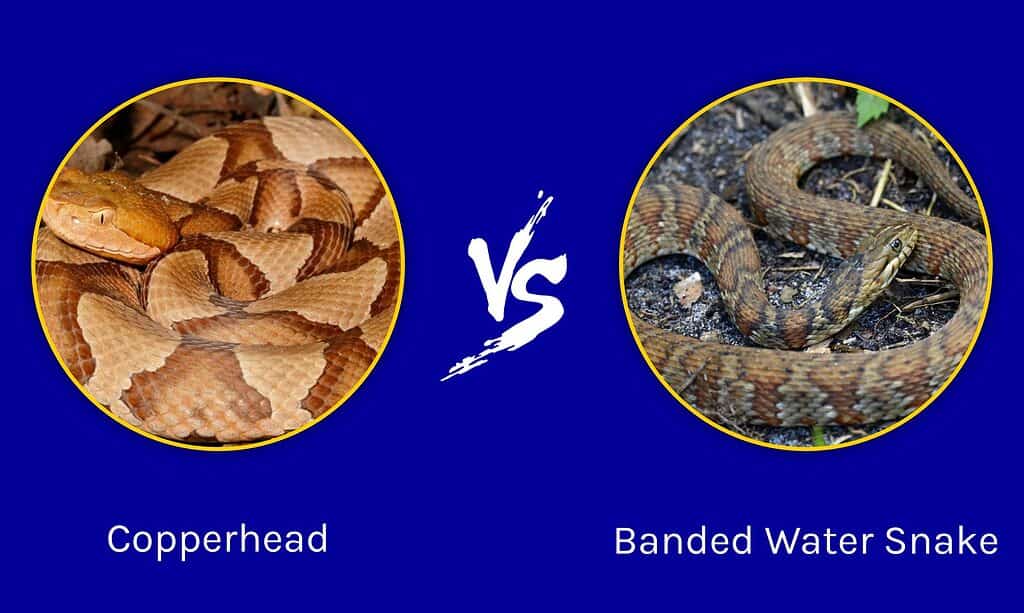 Serpente testa di rame contro serpente d'acqua fasciato