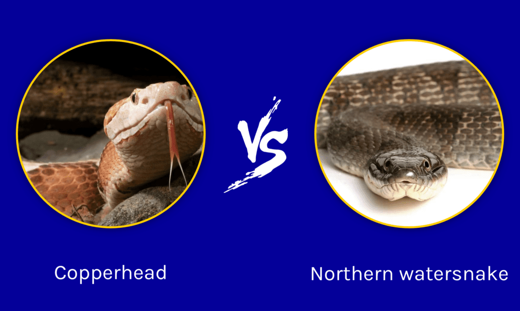 Testa di rame e serpente d'acqua settentrionale: quali sono le differenze?
