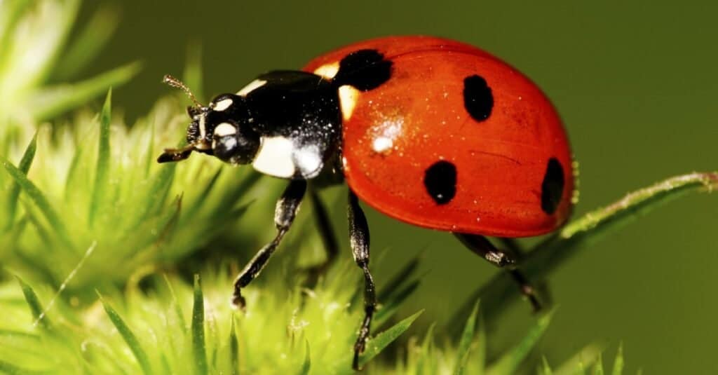 Coccinella caucasica rossa a sette macchie con macchie nere e bianche sulle elitre, zampe lunghe, antenne sollevate sulle zampe in infiorescenza verde
