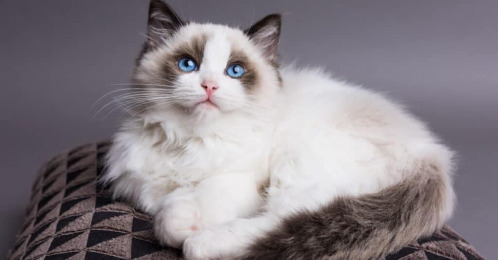 I gatti più amichevoli - Ragdoll