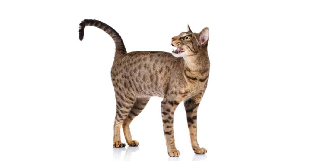 ocicat maschio in piedi su sfondo bianco